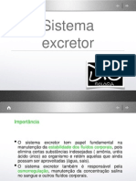 Sistema Excretor