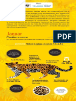 Infografía Jaguar