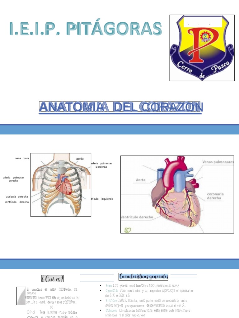 anatomia-del-corazon-pdf