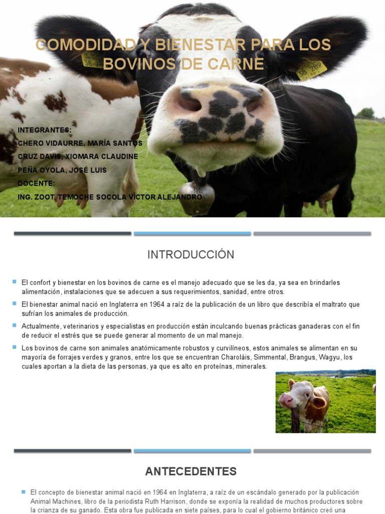 Comodidad Y BIENESTAR PARA Los Bovinos de Carne | PDF | Carne | Vacas