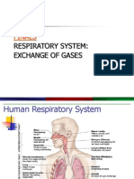 Respiratory Systemppt