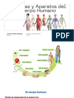 Sistemas y Aparatos Del Cuerpo Humano