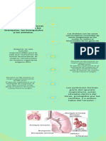 Infografía Pulmones