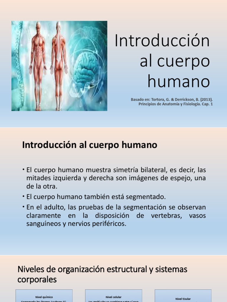 Introducción Al Cuerpo Humano | Descargar gratis PDF | Cuerpo humano ...