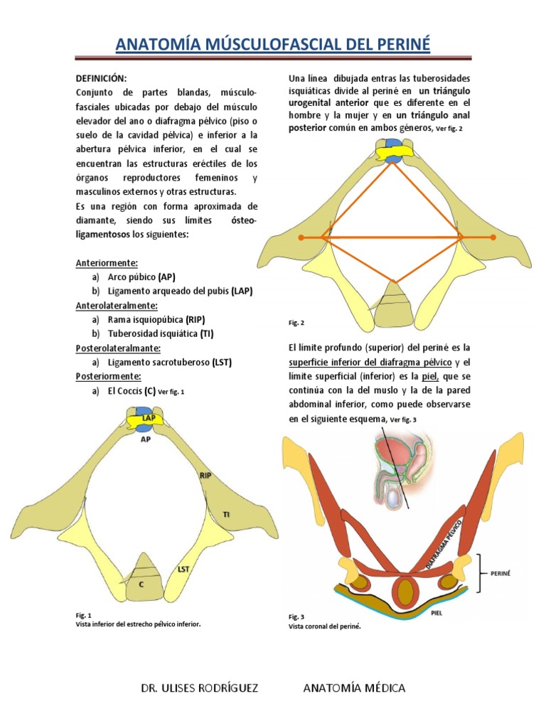 ANATOMÍA DE PERINÉ | PDF | Pelvis | Tejido suave