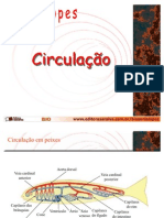 Circulacao