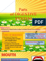 Digestive System and Its Parts