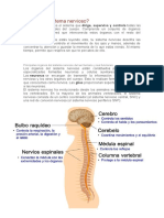 Qué Es El Sistema Nervioso