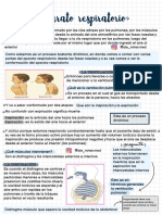 Aparato Respiratorio - Histología