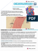 Histología Del Sistema Circulatorio