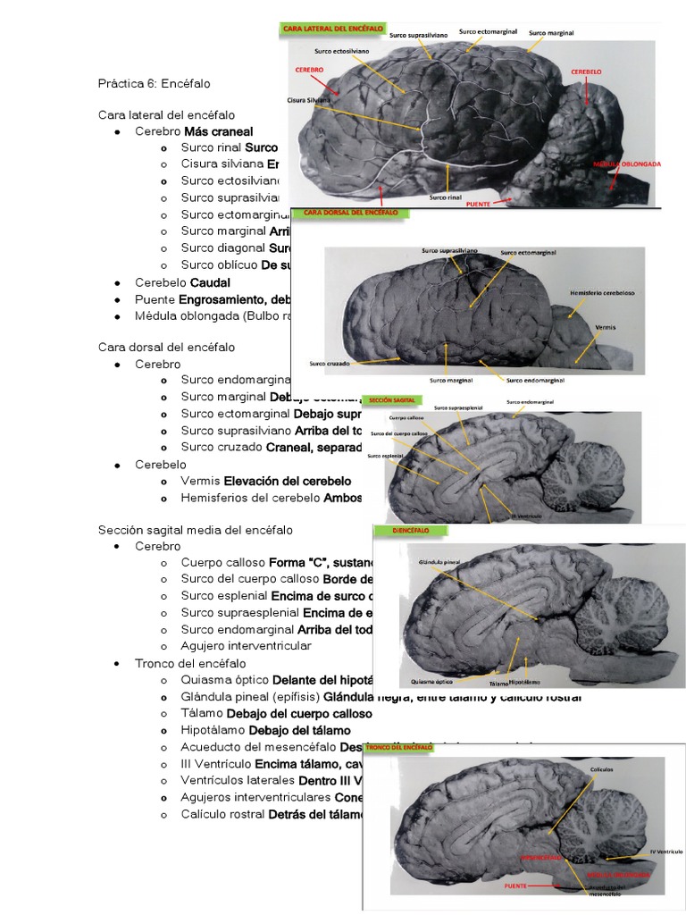 Anatomía del Surco Rinal en el Encéfalo | PDF