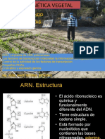 s3 Trascribiendo Genes en Plantas JDMM