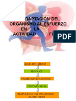 adaptacindelorganismoalesfuerzo-100303090040-phpapp02