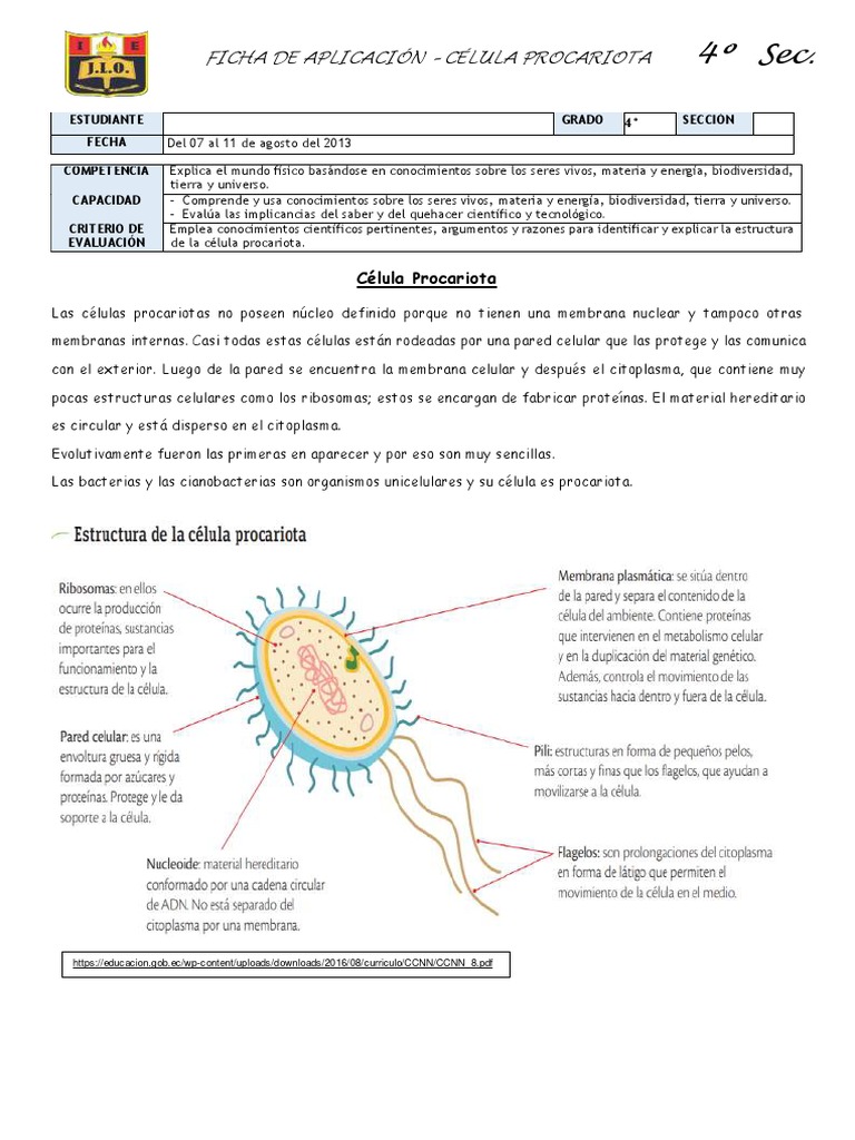 Ciencia Y Tecn. 4 - Célula Procariota | PDF | Biología Celular ...