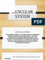 Abogadil Muscular System