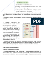 Sistema Digestivo