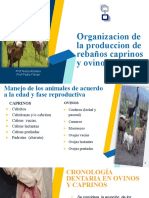 Organizacion de La Prod Caprinosy Ovinos