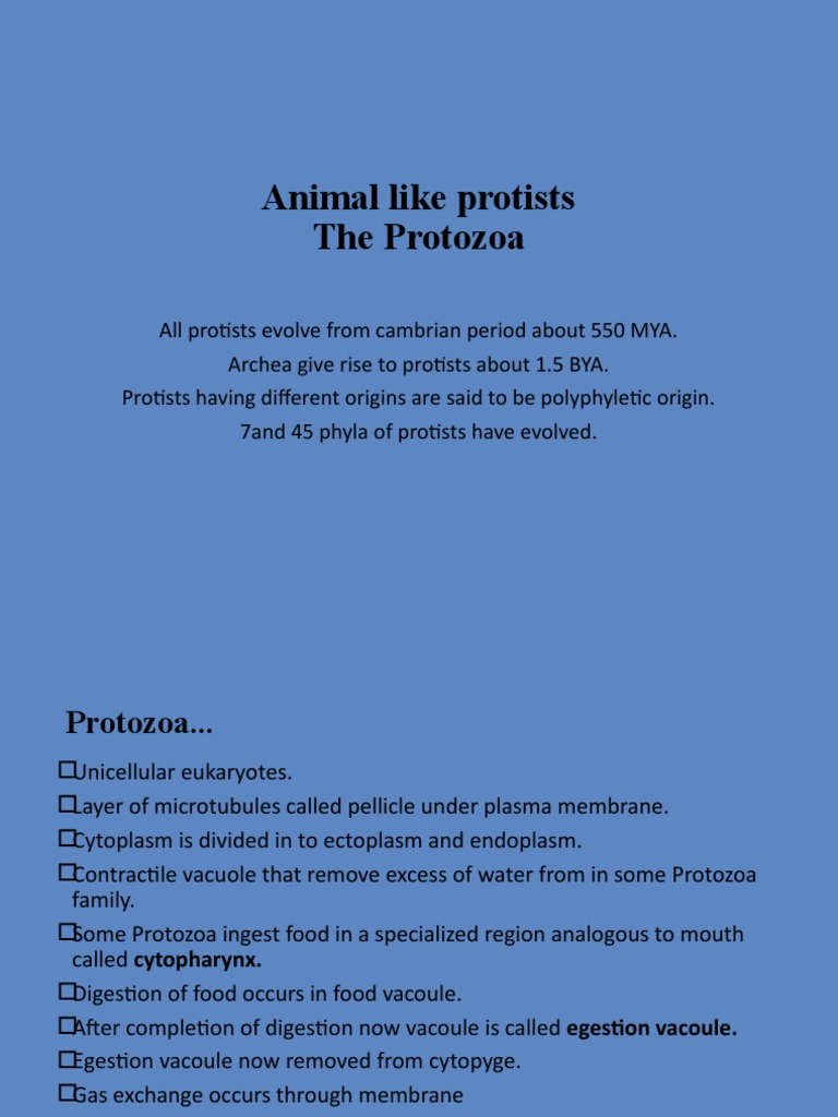 Characteristics of Animal-Like Protists | PDF | Protozoa | Biology