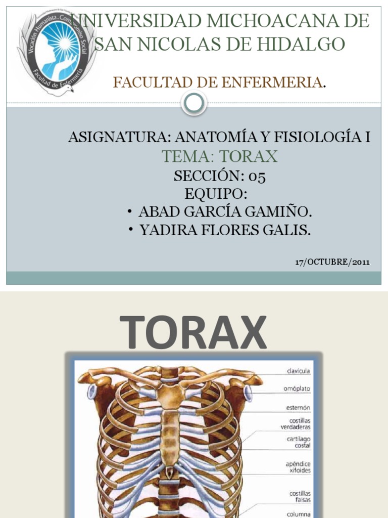 TORAX ( EXPOSICION) | PDF | Tórax | Sistema musculoesquelético