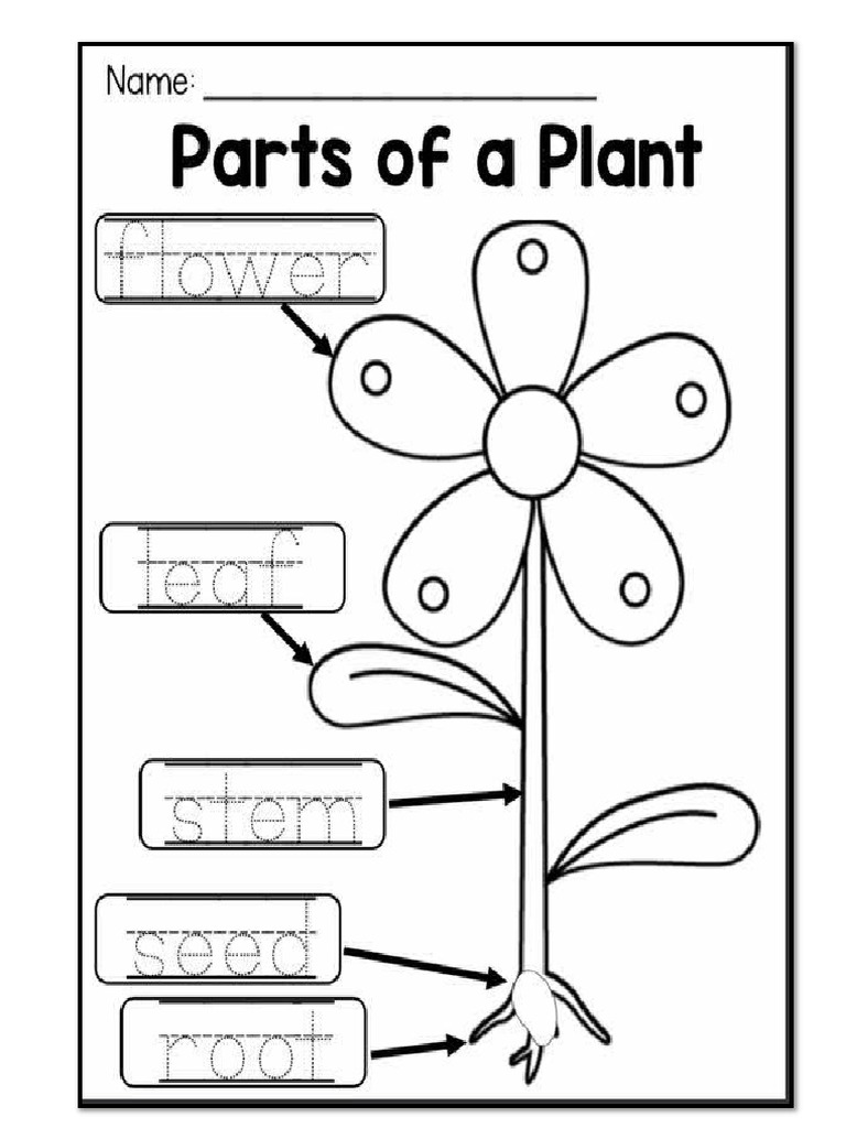 Parts of Flowers | PDF
