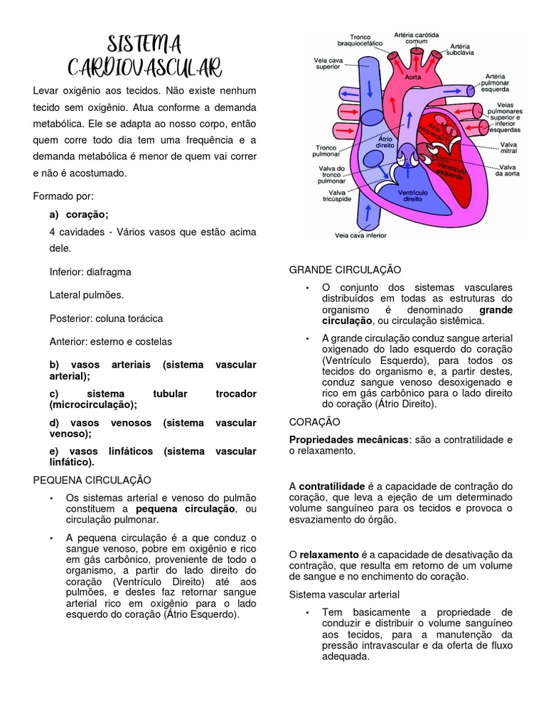 Estrutura e Função do Sistema Cardiovascular | PDF | Sistema ...