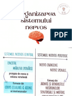 Organizarea Sistemului Nervos