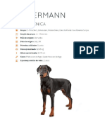 Dobermann