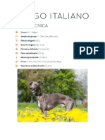 Galgo Italiano