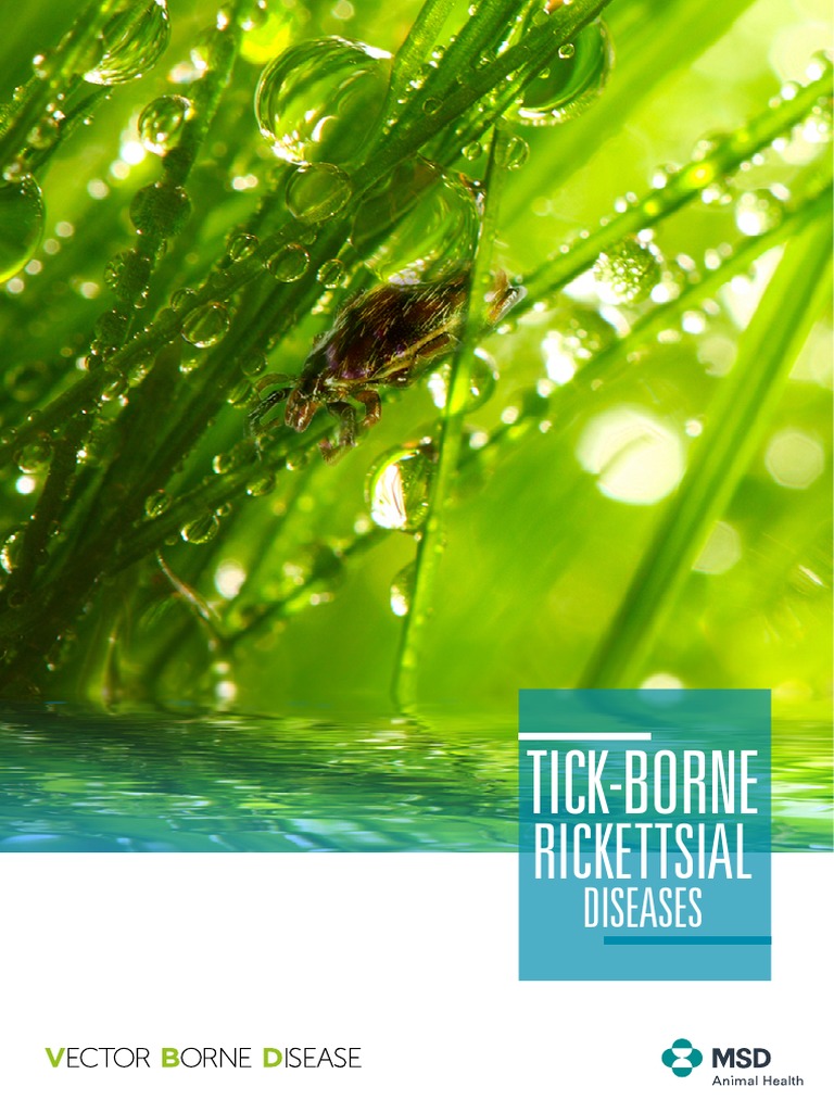Guidelines For The Diagnosis And Treatment Of Tick-Borne Rickettsial ...