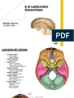 Neuro Lab