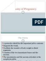 Anatomy of Pregnancy New