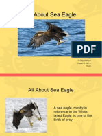 All About Sea Eagle