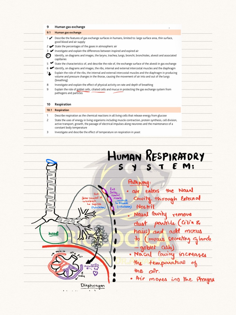 Respiratory System Flow Chart for Class 10 | PDF | Respiratory Tract ...