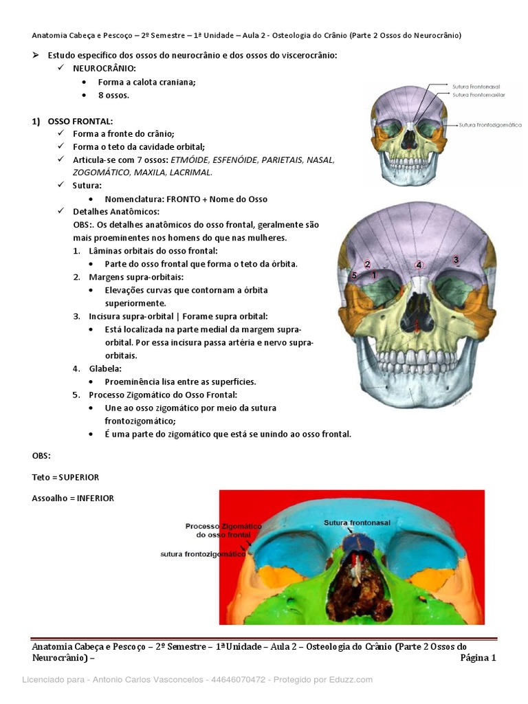 Anatomia Cabeca E Pescoco 2 Semestre 1 Unidade Aula 1 Osteologia Do