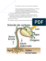 Biologia Circulacion de Las Plantas