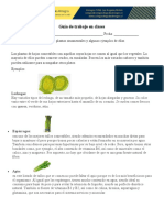 Ciencias Naturales Plantas Comestibles