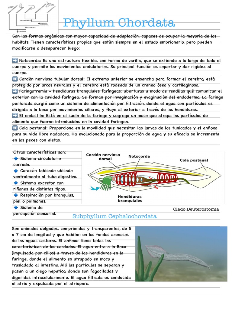 Phyllum Chordata | PDF | Pescado | Branquia