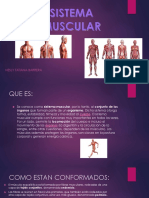 Sistema Muscular