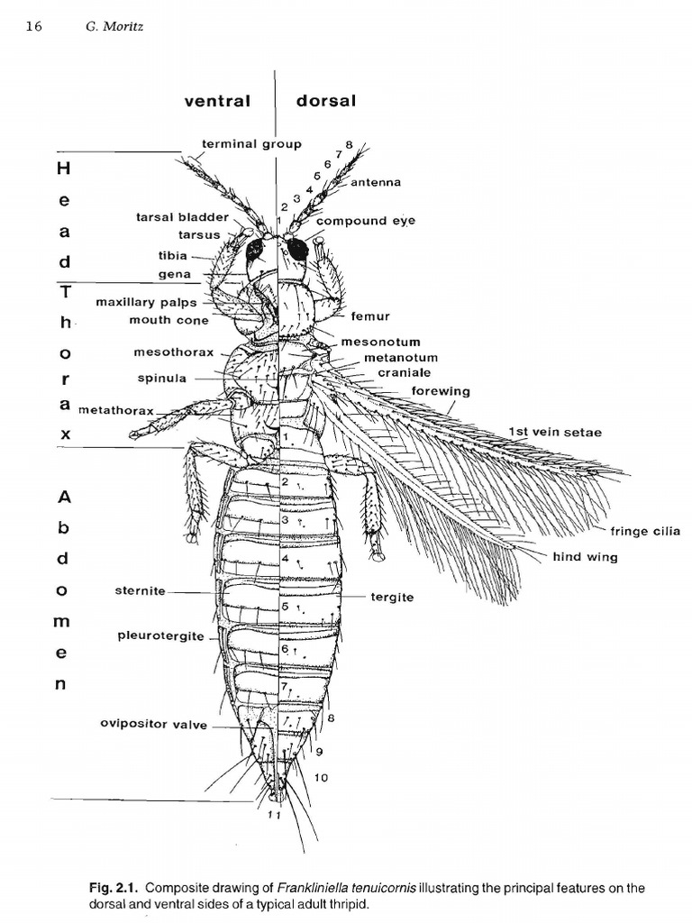 Sternite - F 21 L - : Dorsal Ventral | PDF | Arthropodology | Insects