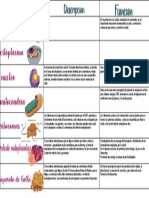 Cuadro Comparativo Biologia