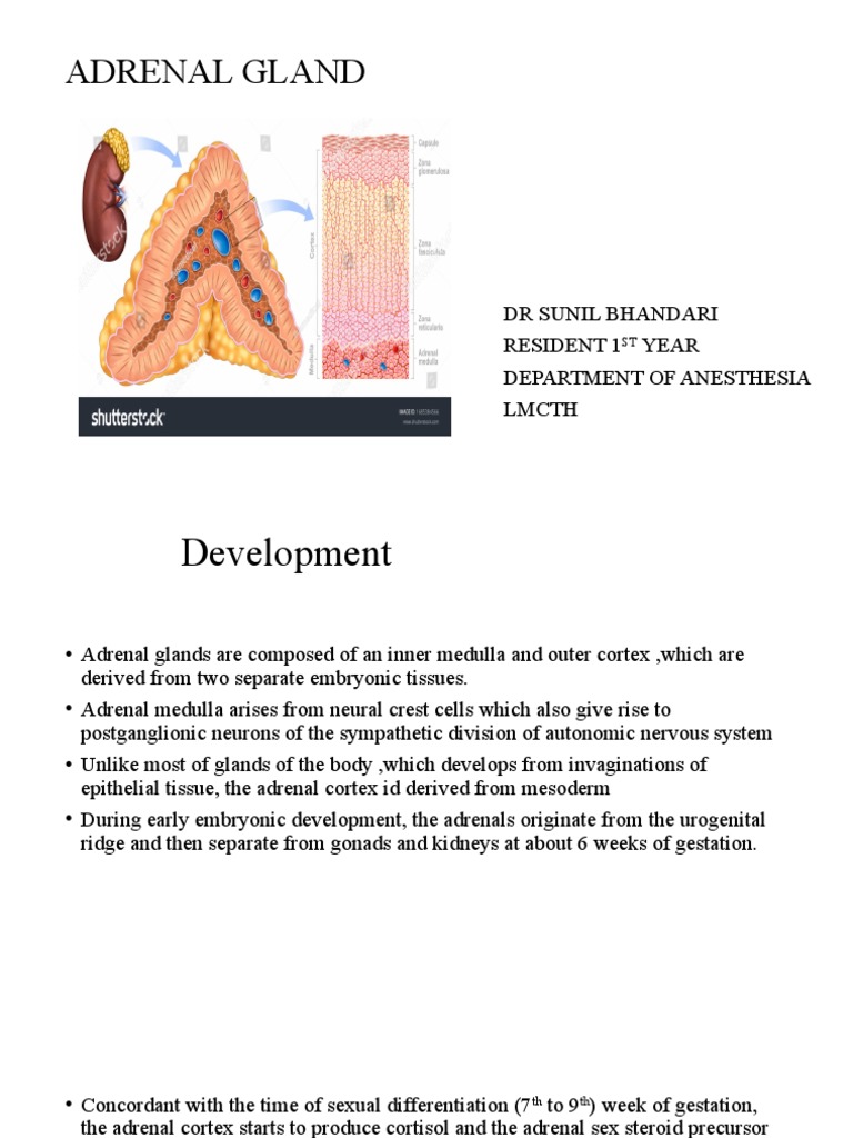 1.adrenal Gland Anatomy | PDF | Adrenal Gland | Cortisol