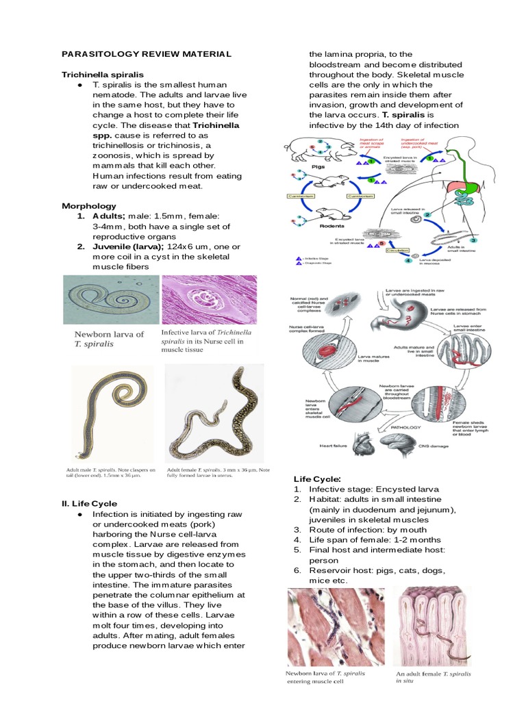 Parasitology review materials notes pdf lymphatic system diseases