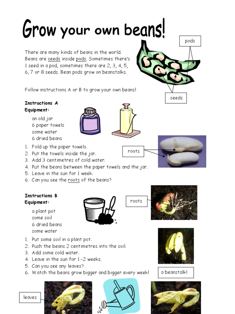 Grow Beans | PDF