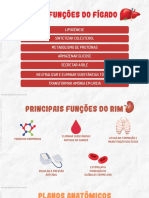 Fichas Anatomia