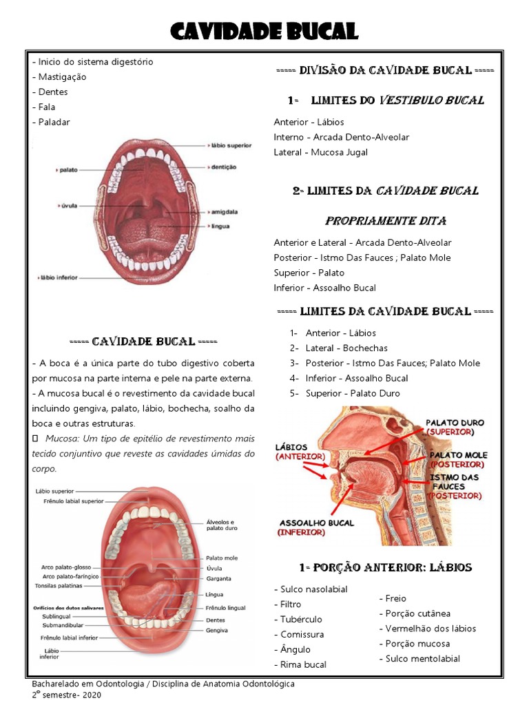 Anatomia da Cavidade Bucal e Estruturas | PDF