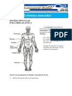 Sistema Muscular para Tercero de Primaria