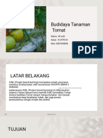 Budidaya Tanaman Tomat M. Lutfi