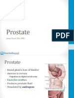 04 Prostate