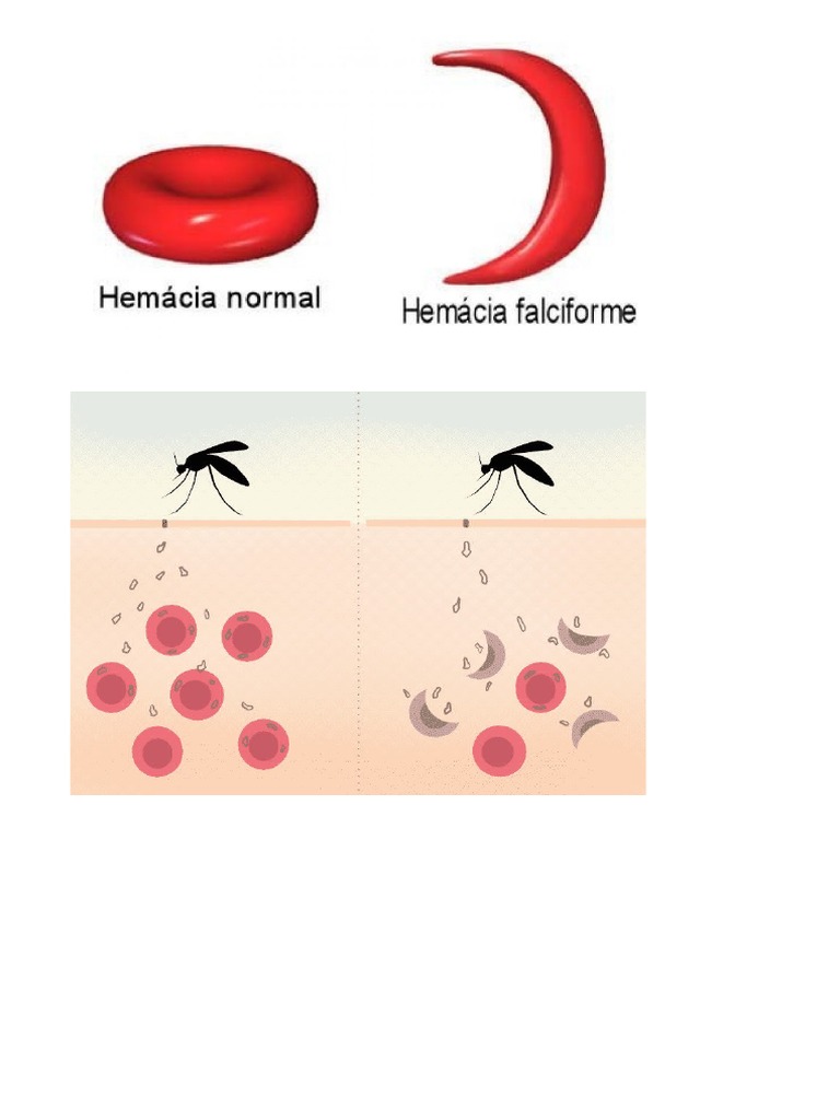 Selección Natural PDF