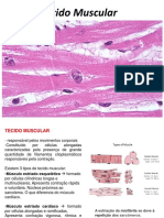 Sistema Muscular